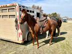 Adopt Erwyn a Roan Quarterhorse horse in Guthrie, OK (13628548)