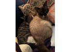 Adopt Ernie a Spotted Tabby/Leopard Spotted Domestic Shorthair / Mixed (short