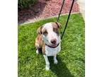 Adopt SASHA a Brindle American Pit Bull Terrier / Mixed dog in Huntington Beach