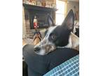 Adopt Heidi a White - with Black Australian Cattle Dog / Mixed dog in Anaheim