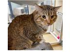 Adopt Razor a Brown or Chocolate Domestic Shorthair / Domestic Shorthair / Mixed