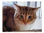 Adopt Splash a Brown or Chocolate Domestic Shorthair / Domestic Shorthair /