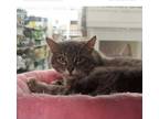 Adopt Paisley a Brown Tabby Domestic Shorthair (short coat) cat in Kansas city