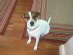 Adopt Shelby a White - with Brown or Chocolate Terrier (Unknown Type