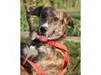 Adopt Rindle a Brindle Greyhound / Golden Retriever / Mixed dog in Toronto