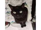 Adopt Mathilda a All Black Domestic Shorthair / Domestic Shorthair / Mixed cat