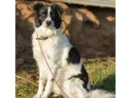 Adopt Charlie a Black - with White Border Collie / Mixed dog in Anaheim