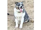 Adopt Toby a Gray/Silver/Salt & Pepper - with White Australian Shepherd / Corgi