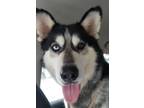Adopt Ryder a Black - with Gray or Silver Husky / Mixed dog in Maryville