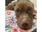 Adopt Peanut Butter Cup a Tan/Yellow/Fawn Pit Bull Terrier / Mixed dog in