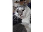 Adopt Venus a White (Mostly) Domestic Shorthair (short coat) cat in Millerton