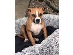 Adopt Aurora a Brown/Chocolate - with Black Boxer / Mixed Breed (Medium) dog in