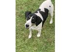 Adopt Milton a White - with Black Beagle / Labrador Retriever / Mixed dog in