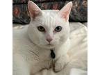 Adopt Winx a White Domestic Shorthair / Mixed cat in Rochester, MN (37661202)