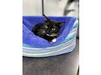 Adopt Indy a Domestic Shorthair / Mixed (short coat) cat in Leonardtown
