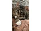 Adopt Charlie - Foster Needed a Brown Tabby Domestic Shorthair / Mixed (short