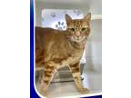 Adopt Jojo a Orange or Red Tabby Domestic Shorthair (short coat) cat in Midway