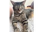 Adopt Willow a Gray, Blue or Silver Tabby Domestic Shorthair (short coat) cat in