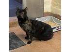 Adopt Baby a Tortoiseshell Domestic Shorthair / Mixed cat in Los Angeles