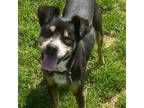 Adopt Donnie a Brown/Chocolate German Shepherd Dog / Beagle / Mixed dog in