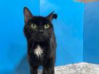 Adopt Ambrosia a Black (Mostly) Domestic Shorthair (short coat) cat in Powell