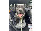 Adopt Gilbert a American Staffordshire Terrier / Mixed dog in Ewing