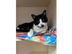 Adopt Shirley a Domestic Shorthair / Mixed (short coat) cat in Sebastian