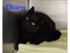 Adopt Thorn a Domestic Shorthair / Mixed (short coat) cat in Cambridge
