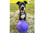 Adopt Sable a Terrier (Unknown Type, Small) / Mixed dog in Fort Myers
