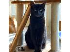 Adopt Ella a Domestic Shorthair / Mixed (short coat) cat in Hoover