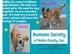 Adopt Calliope a Boxer / Labrador Retriever / Mixed dog in Kendallville