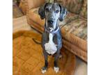 Adopt Diamond a Great Dane / Mixed dog in Vail, AZ (37754698)