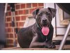 Adopt Doraleous a Gray/Blue/Silver/Salt & Pepper Weimaraner / American