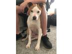 Adopt Petey a Tan/Yellow/Fawn - with White Pit Bull Terrier dog in canyon