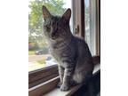 Adopt Damon a Domestic Shorthair / Mixed cat in Ferndale, MI (37606860)