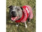 Adopt Raider a Gray/Silver/Salt & Pepper - with White American Staffordshire