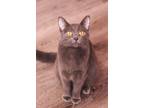 Adopt Sid #3 a Gray or Blue Domestic Shorthair (short coat) cat in Westfield