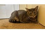 Adopt Doug a Gray, Blue or Silver Tabby Domestic Shorthair cat in Loveland