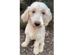 Adopt Yellow Painted Lady a White Goldendoodle dog in Mishawaka, IN (37840944)