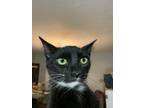 Adopt Mong - White Chin a Black & White or Tuxedo Domestic Shorthair (short