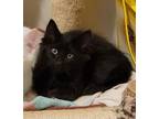 Adopt Licorice a All Black Domestic Mediumhair (long coat) cat in Sharpsburg