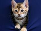 Brown Bengal Kitten