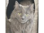 Adopt Grady a Domestic Mediumhair / Mixed cat in Port Washington, NY (37772656)