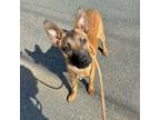 Adopt Dajon a Belgian Shepherd / Malinois, Boxer