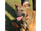 Adopt Darius a Belgian Shepherd / Malinois, Boxer