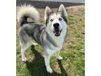 Adopt Osiris a Husky