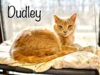 Adopt Dudley a Domestic Short Hair