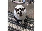 Adopt Jack a American Shorthair, Tabby