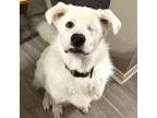 Adopt Spinach a Great Pyrenees