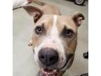 Adopt Jagger a Pit Bull Terrier